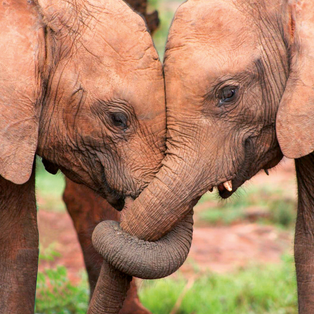 Weitere Ansicht: Tierbabys / Baby Animals 2027