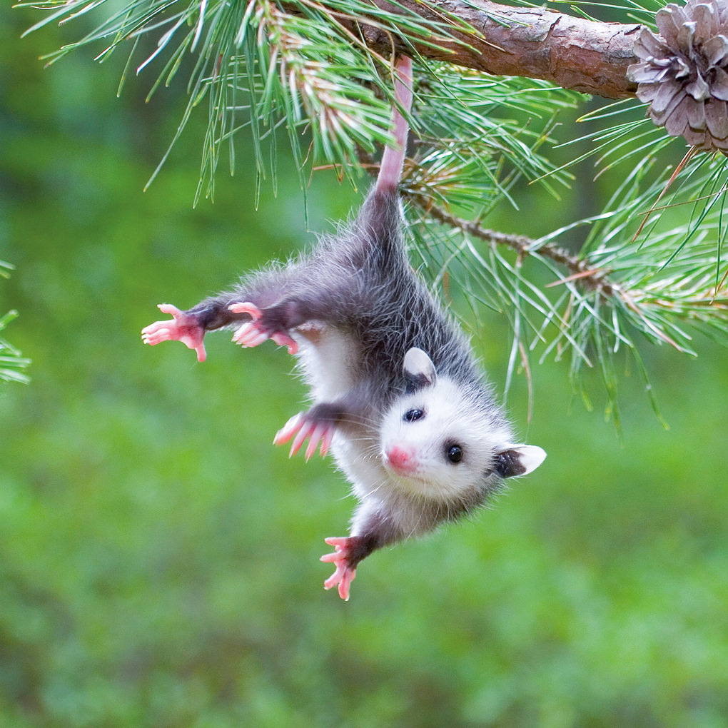 Weitere Ansicht: Tierbabys / Baby Animals 2027