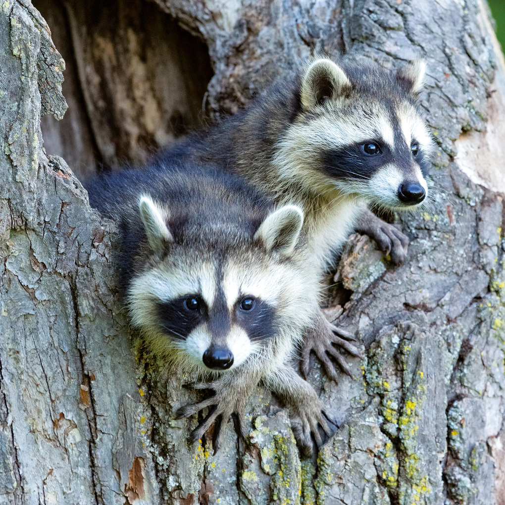 Weitere Ansicht: Tierbabys / Baby Animals 2027