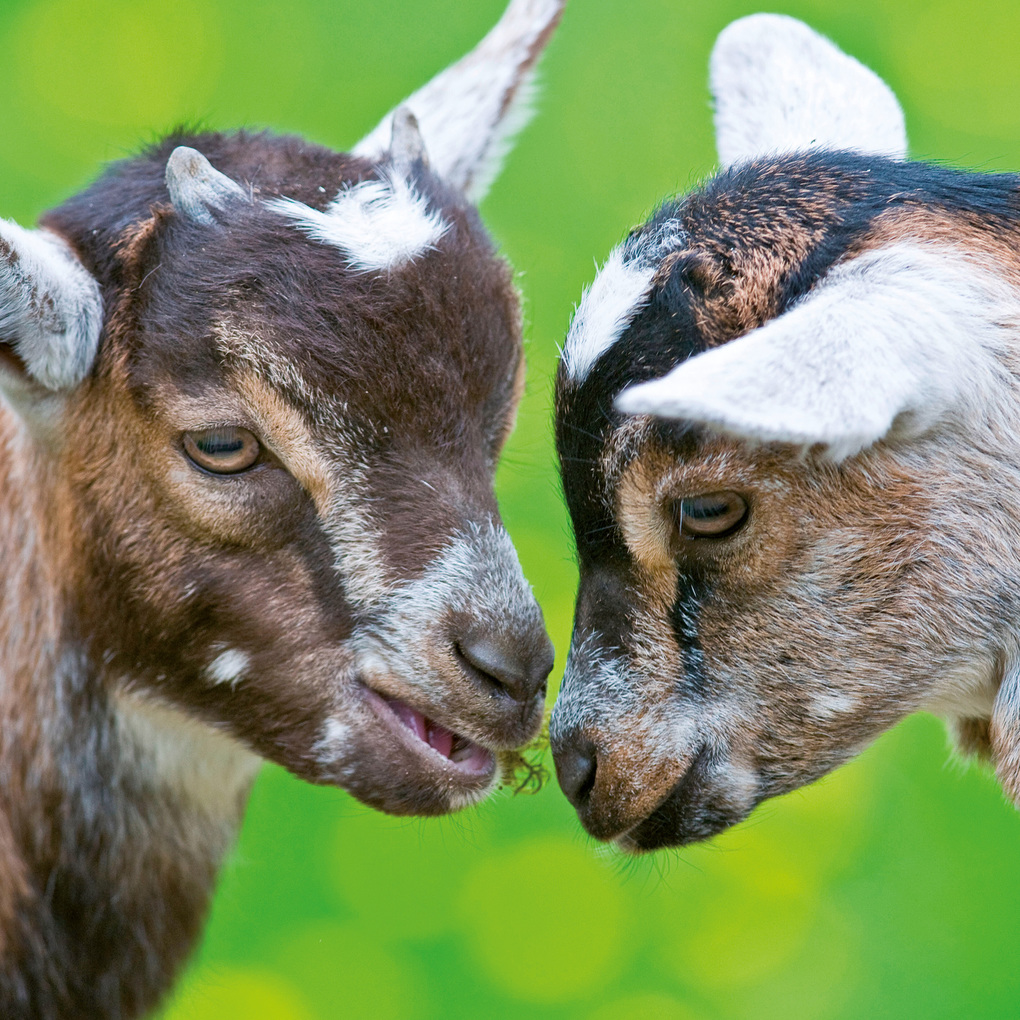 Weitere Ansicht: Tierbabys / Baby Animals 2027