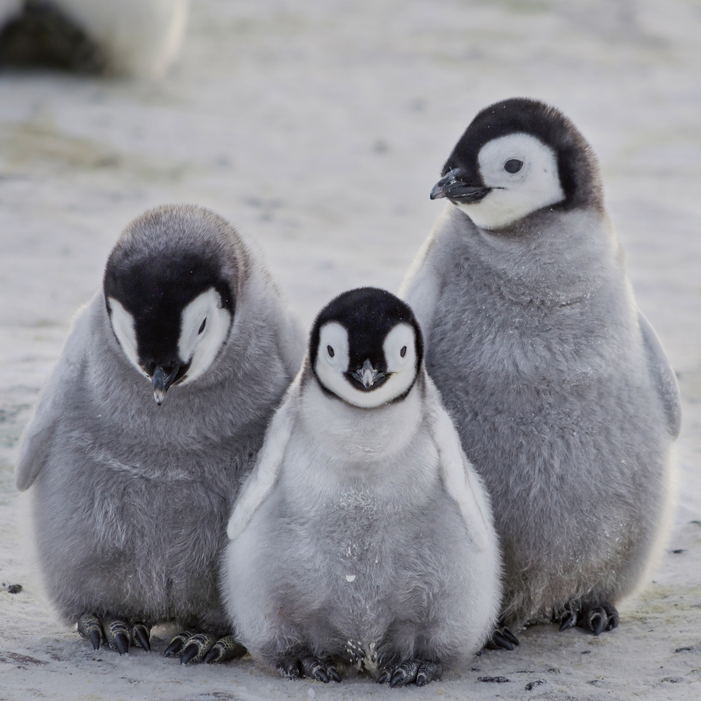 Weitere Ansicht: Tierbabys / Baby Animals 2027