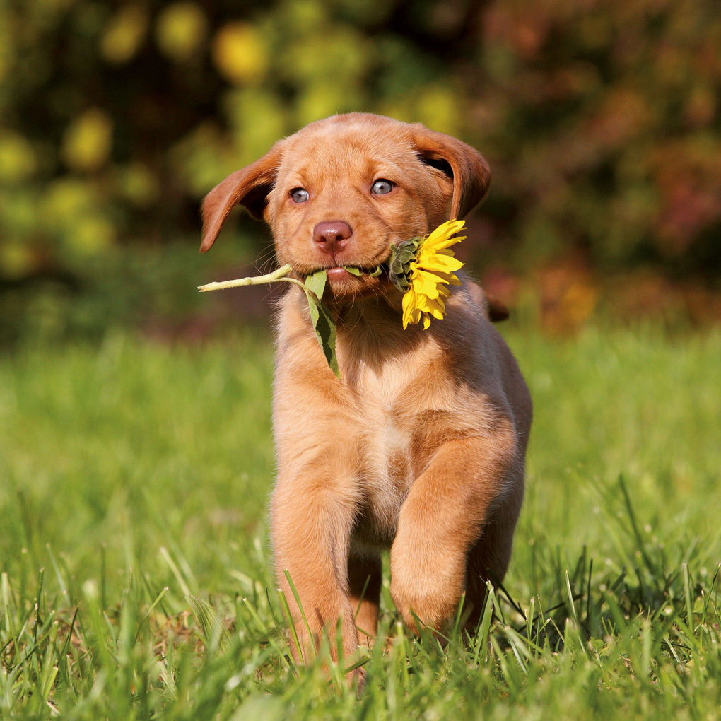 Weitere Ansicht: Hundewelpen / Puppy Dogs 2027