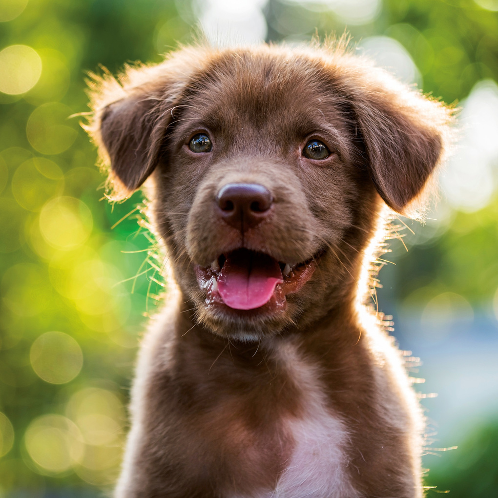 Weitere Ansicht: Hundewelpen / Puppy Dogs 2027