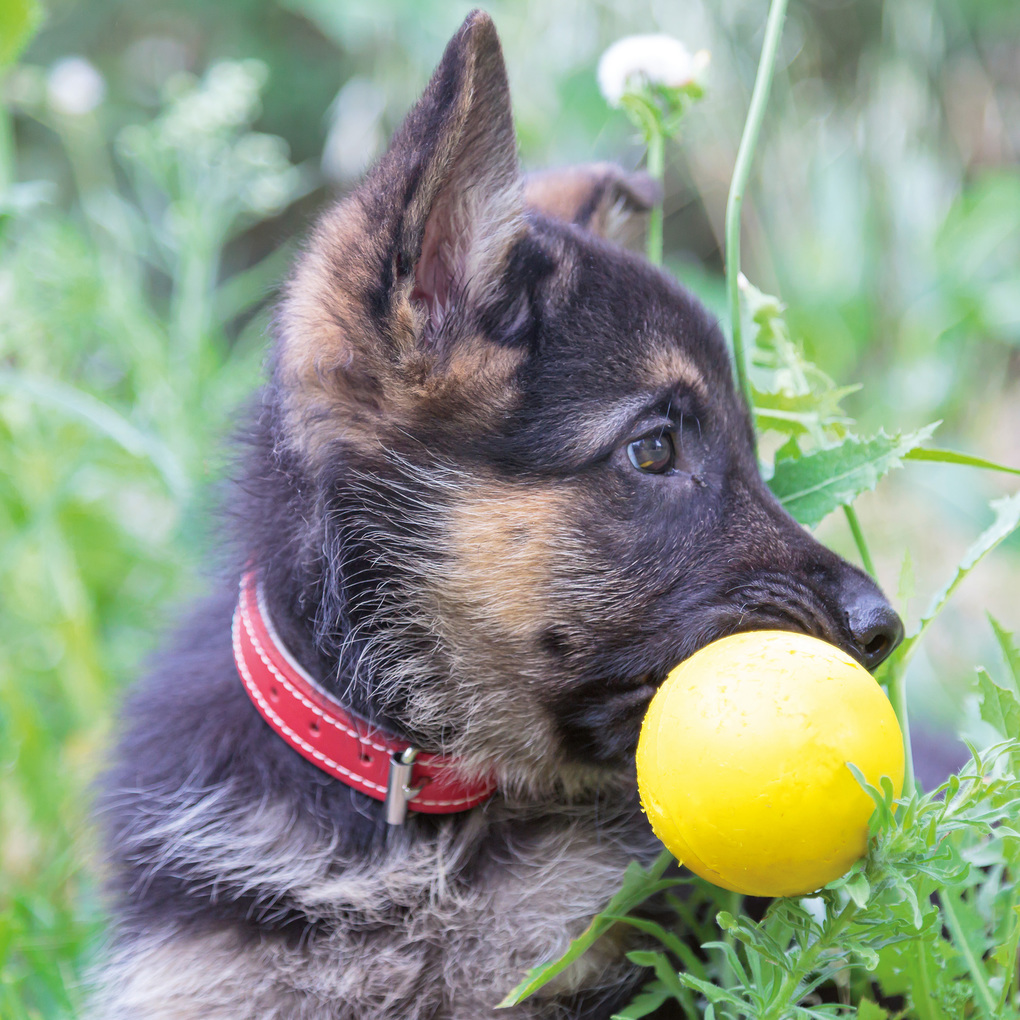 Weitere Ansicht: Hundewelpen / Puppy Dogs 2027