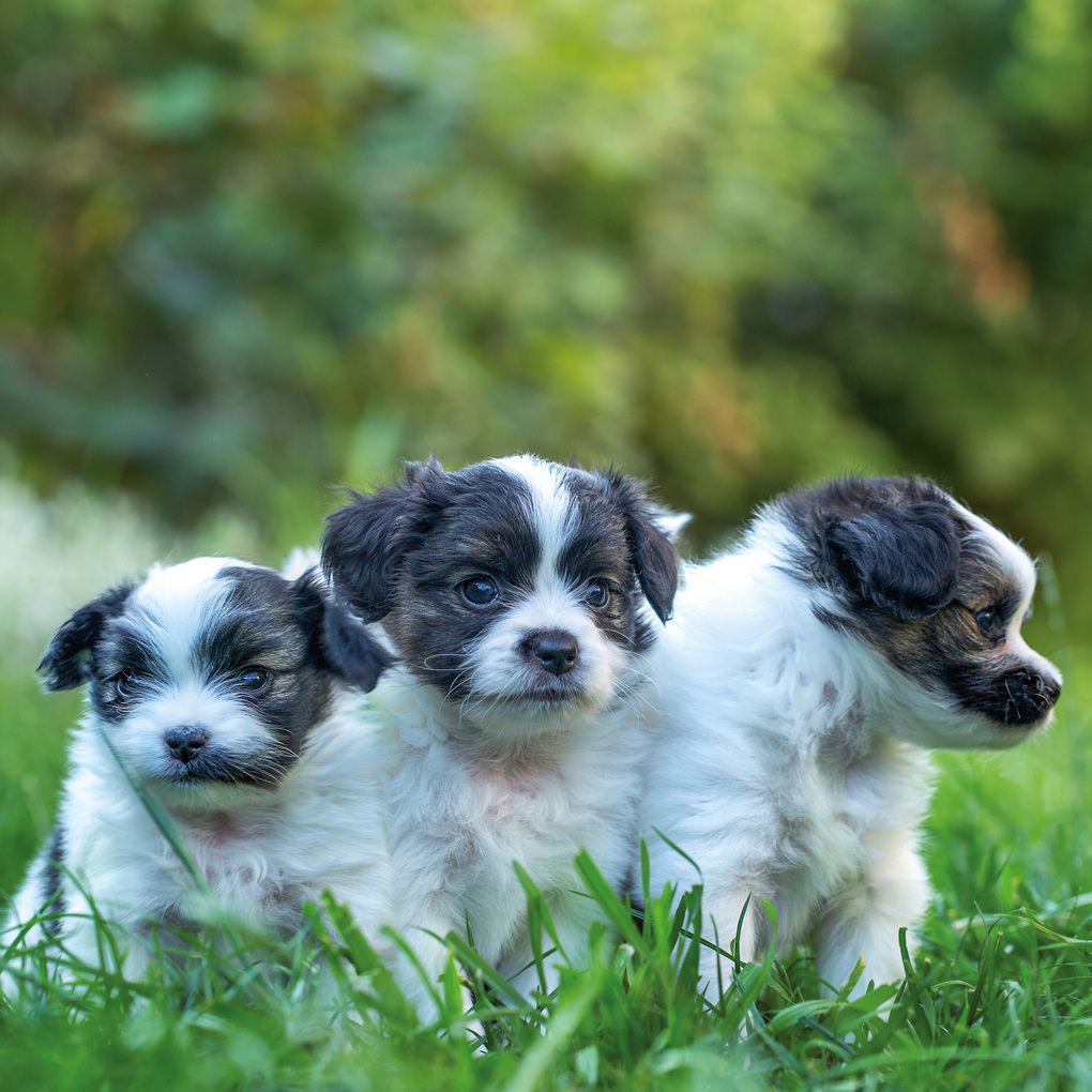 Weitere Ansicht: Hundewelpen / Puppy Dogs 2027