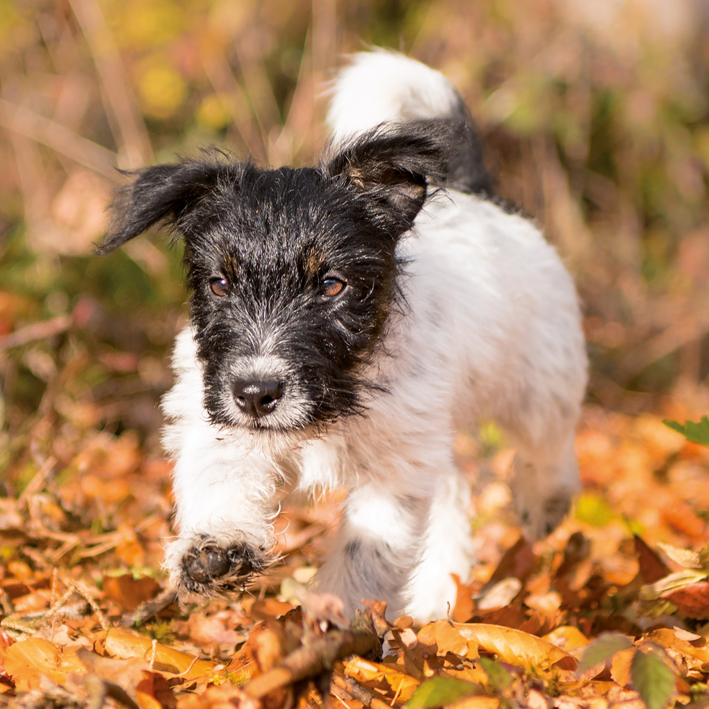 Weitere Ansicht: Hundewelpen / Puppy Dogs 2027