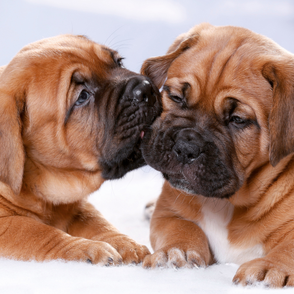 Weitere Ansicht: Hundewelpen / Puppy Dogs 2027