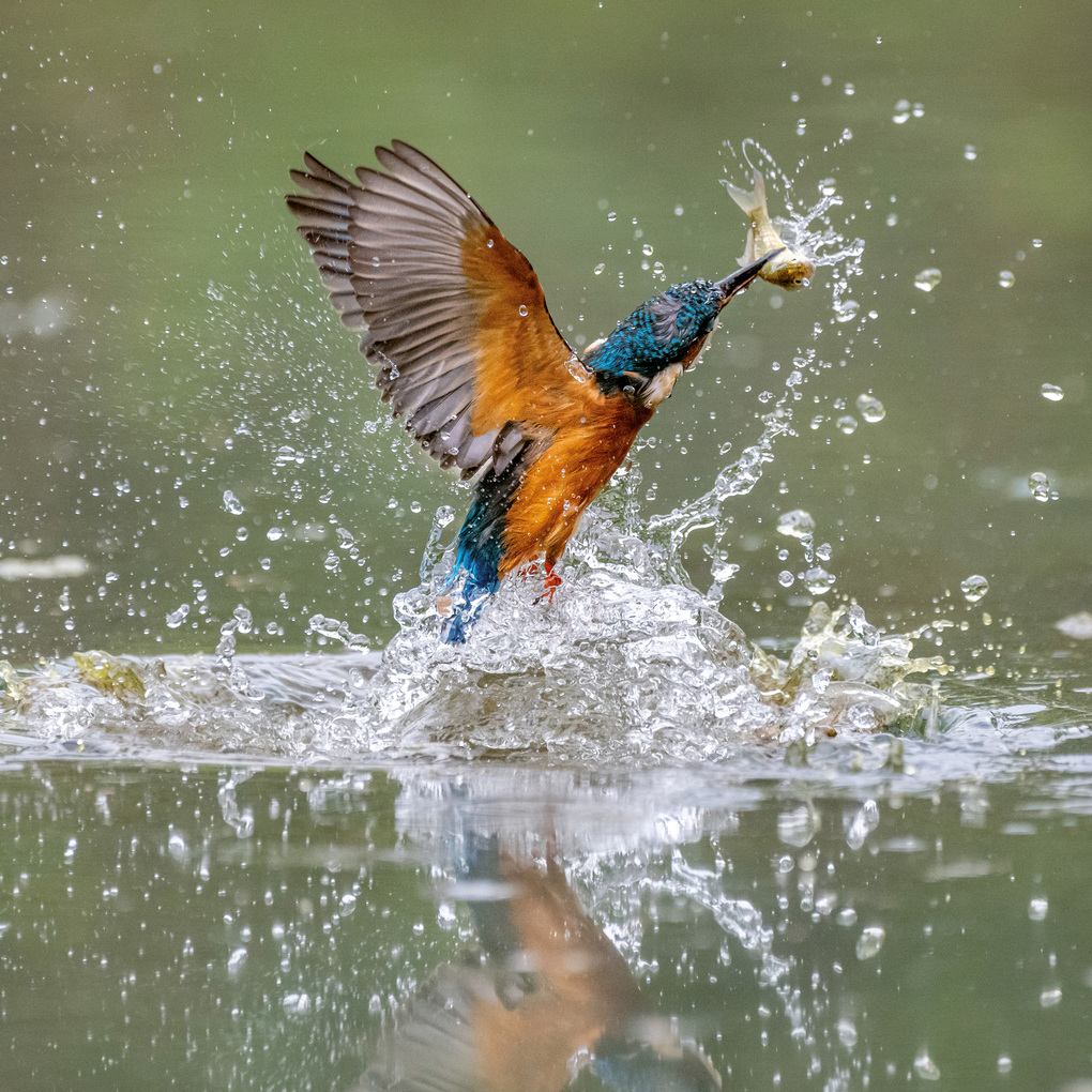 Weitere Ansicht: Vögel / Birds 2027