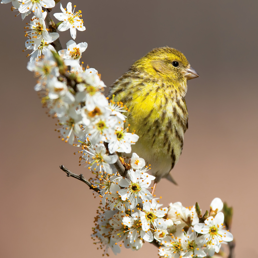 Weitere Ansicht: Vögel / Birds 2027