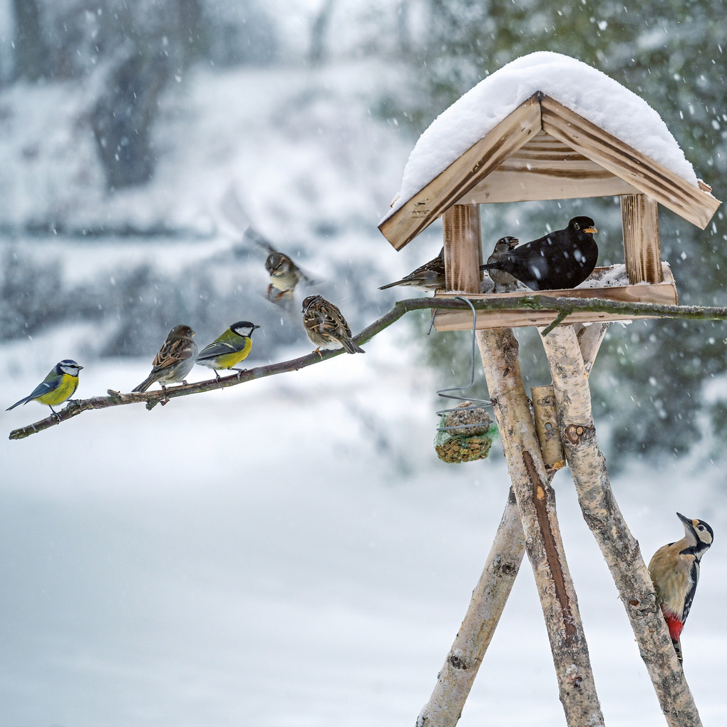 Weitere Ansicht: Vögel / Birds 2027