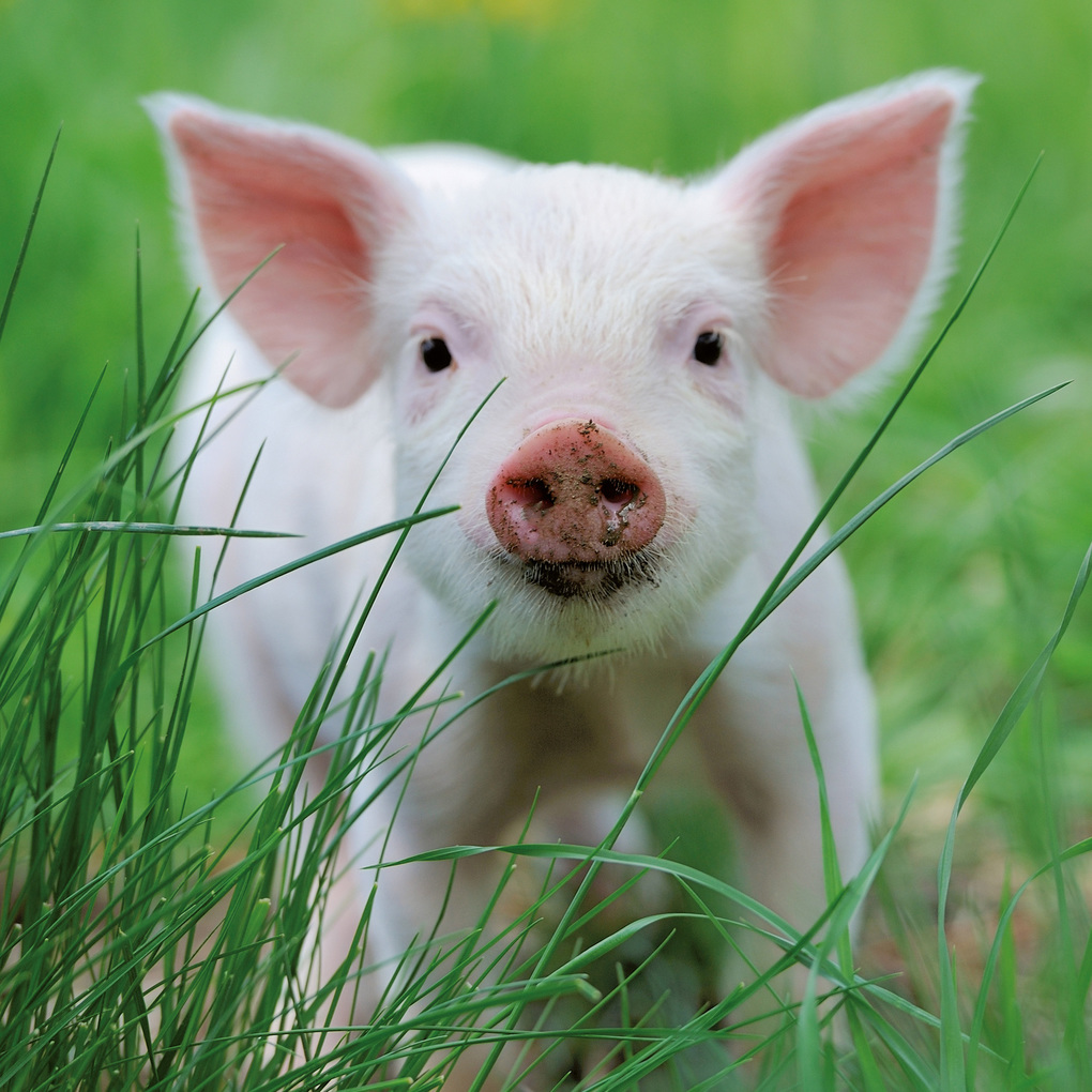 Weitere Ansicht: Schweinchen / Piggies 2027