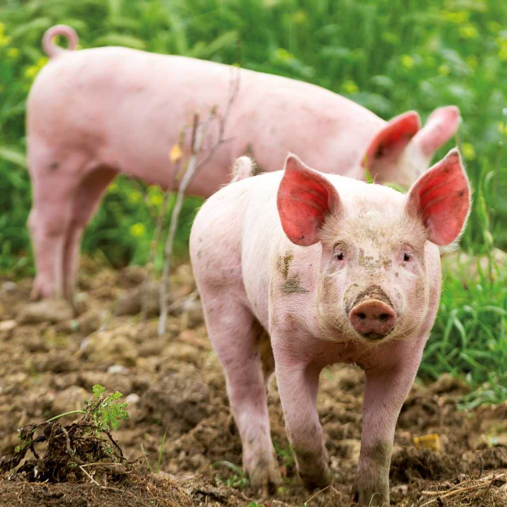 Weitere Ansicht: Schweinchen / Piggies 2027