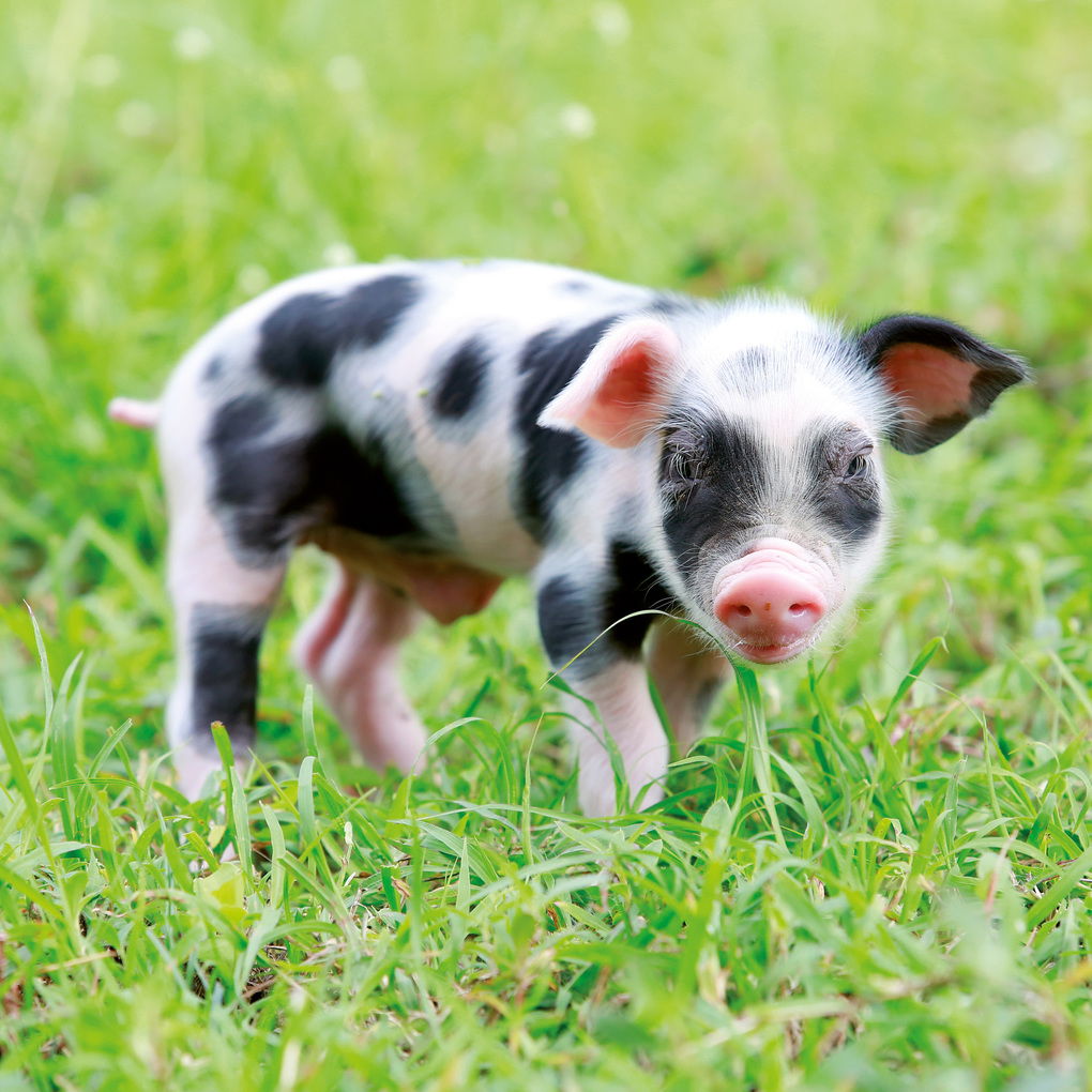 Weitere Ansicht: Schweinchen / Piggies 2027