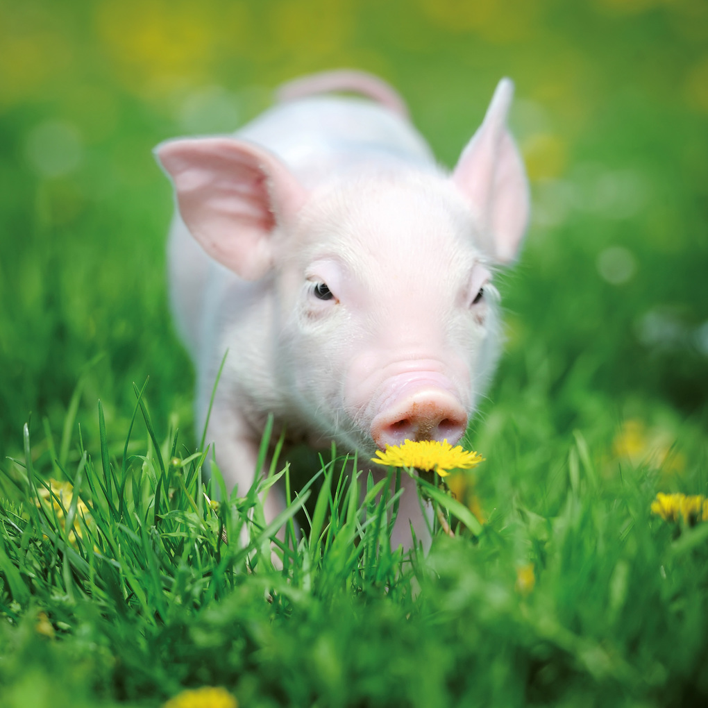 Weitere Ansicht: Schweinchen / Piggies 2027