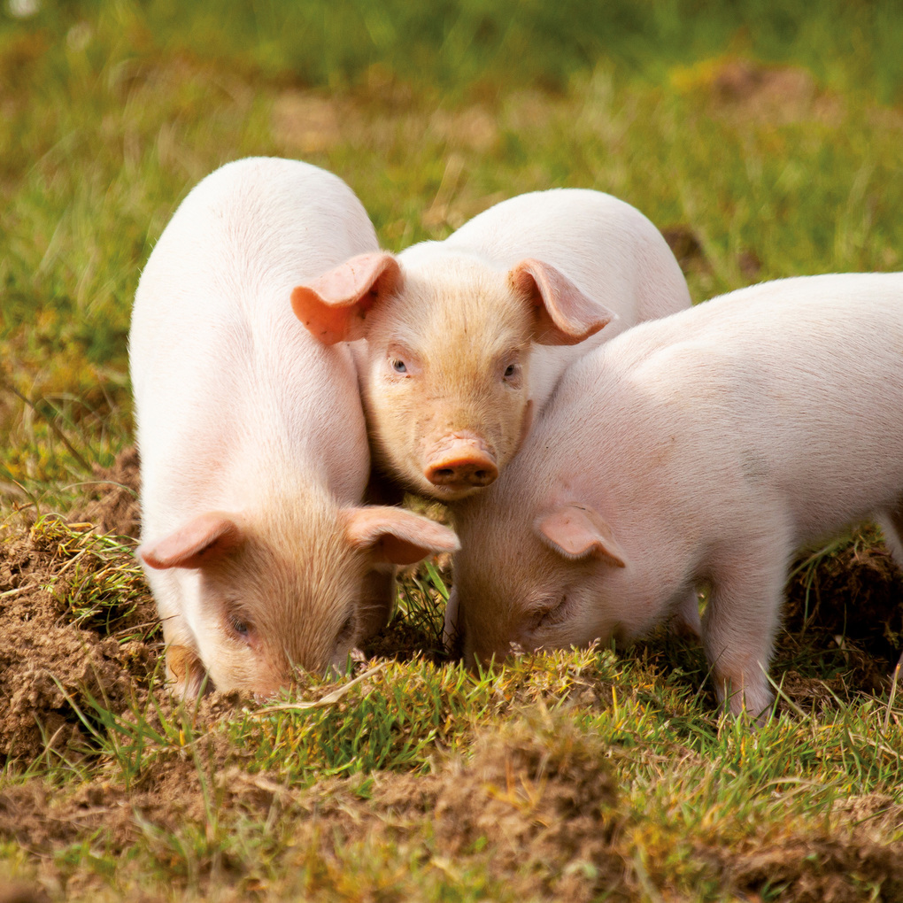 Weitere Ansicht: Schweinchen / Piggies 2027