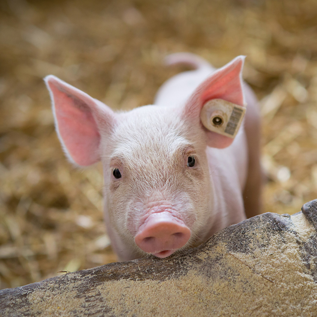 Weitere Ansicht: Schweinchen / Piggies 2027