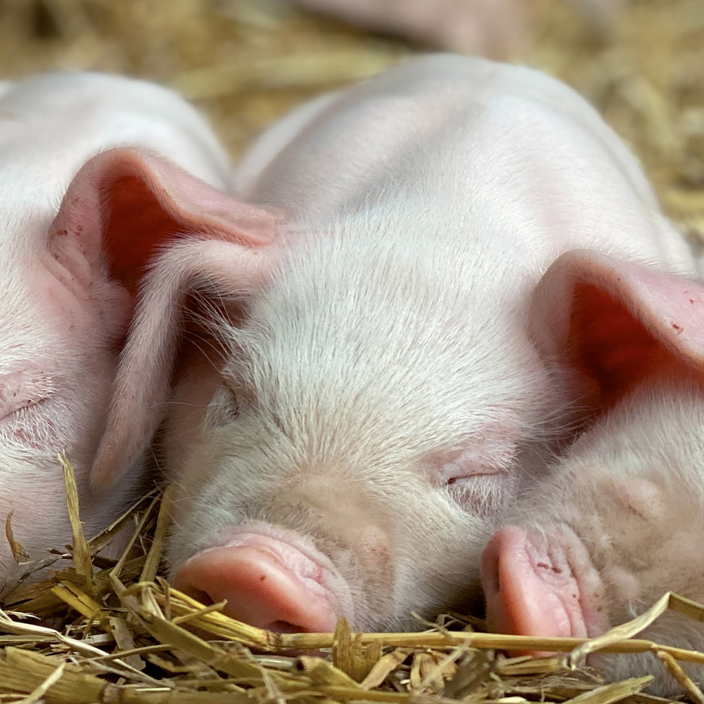 Weitere Ansicht: Schweinchen / Piggies 2027