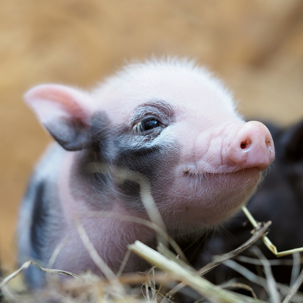 Weitere Ansicht: Schweinchen / Piggies 2027