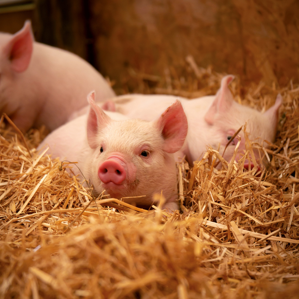 Weitere Ansicht: Schweinchen / Piggies 2027