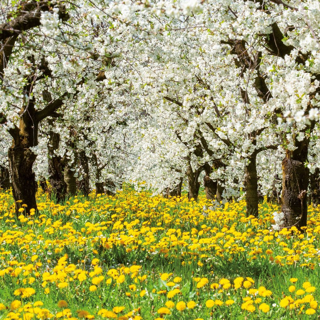 Weitere Ansicht: Trees 2027