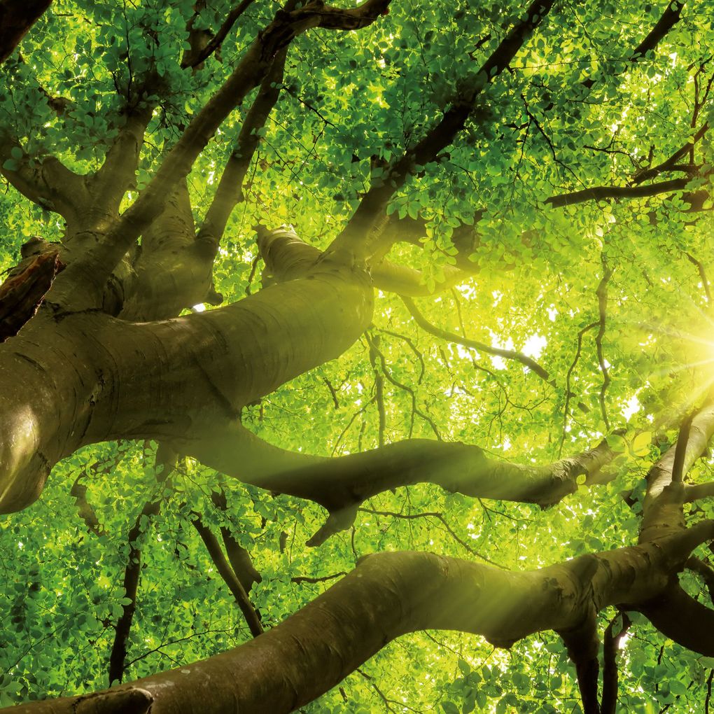 Weitere Ansicht: Trees 2027