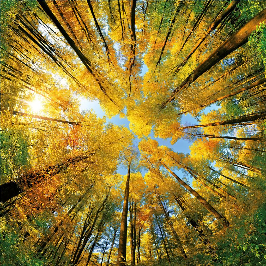 Weitere Ansicht: Trees 2027