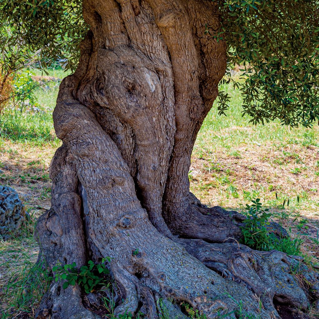 Weitere Ansicht: Trees 2027