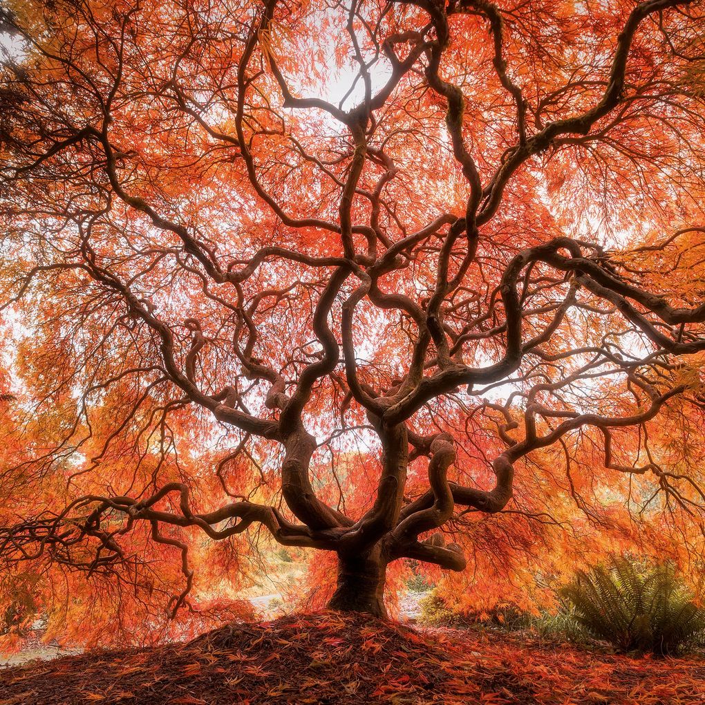 Weitere Ansicht: Trees 2027