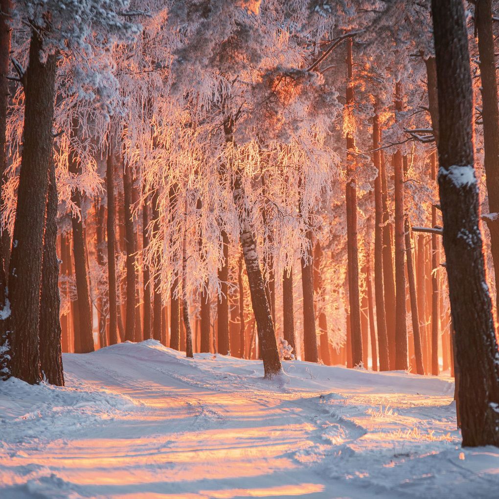 Weitere Ansicht: Trees 2027