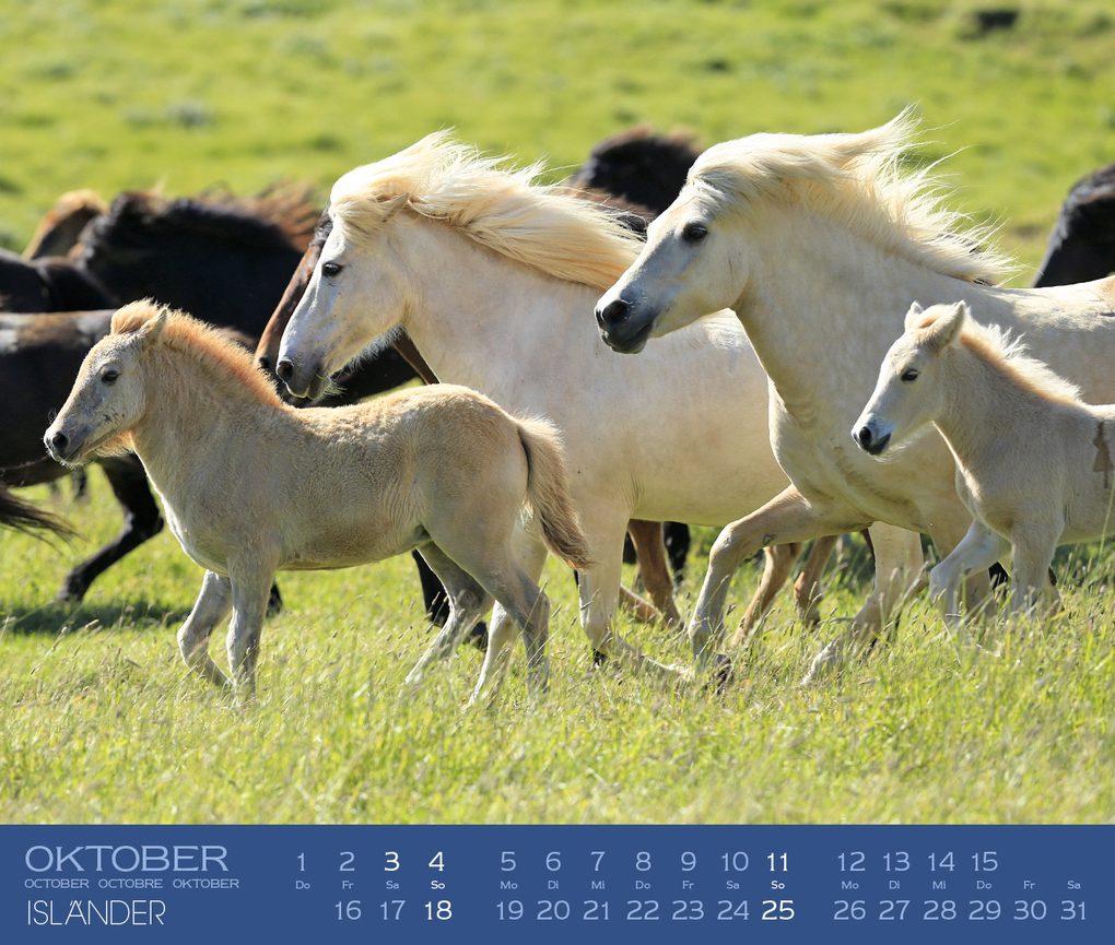 Weitere Ansicht: Isländer 2027