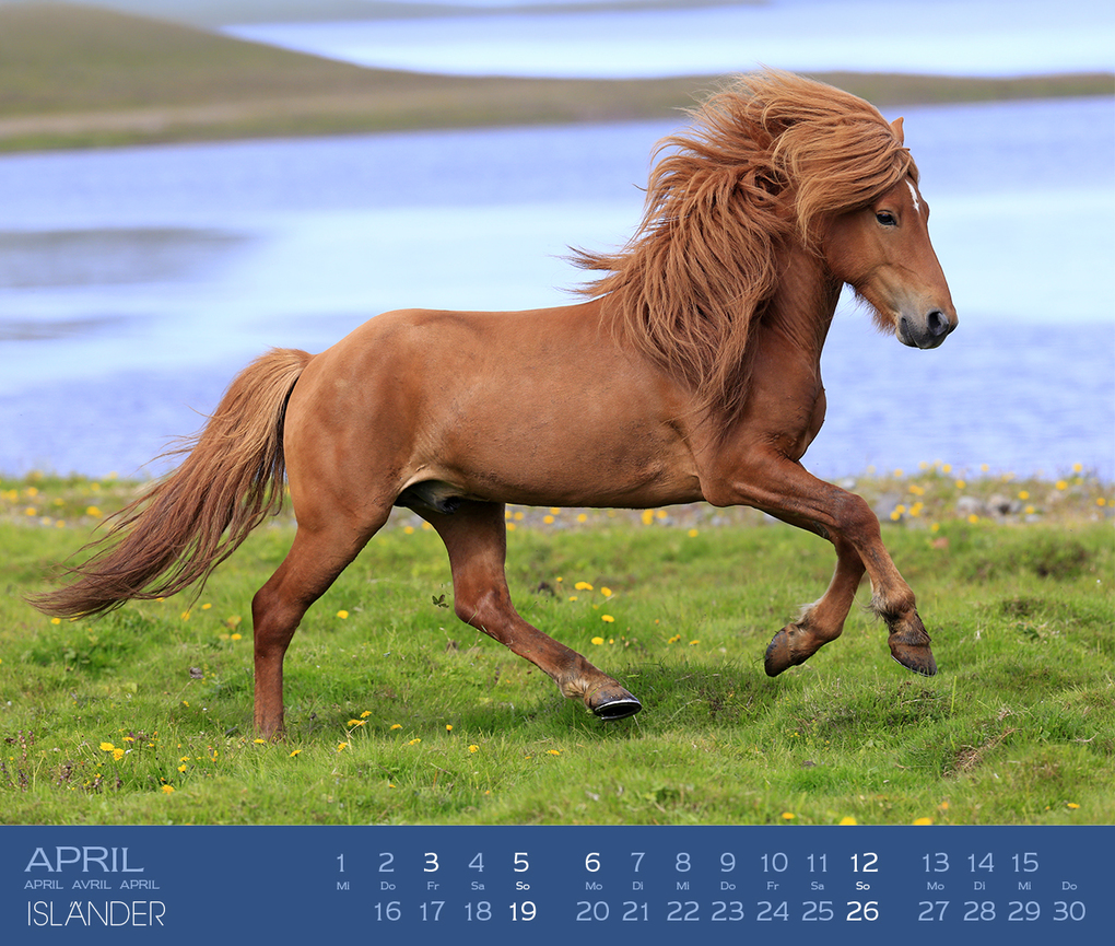 Weitere Ansicht: Isländer 2027