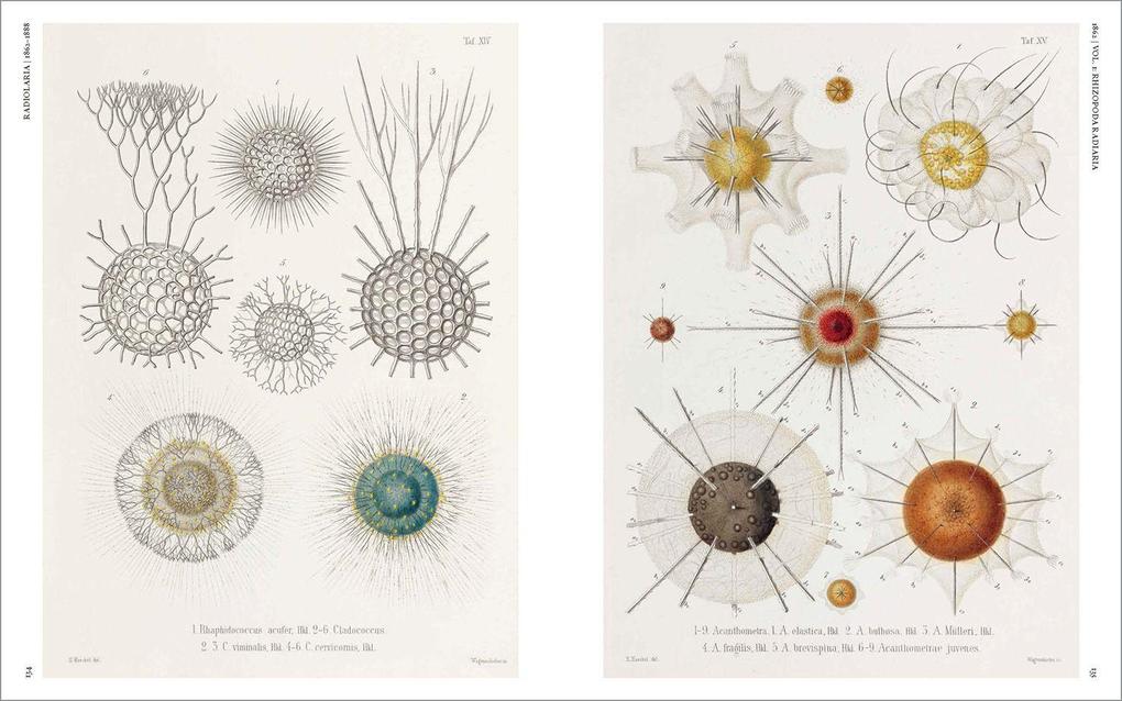 Weitere Ansicht: The Art and Science of Ernst Haeckel | Julia Voss, Rainer Willmann