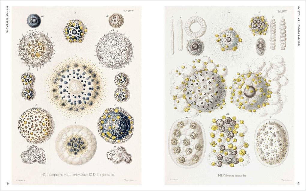 Weitere Ansicht: The Art and Science of Ernst Haeckel | Julia Voss, Rainer Willmann