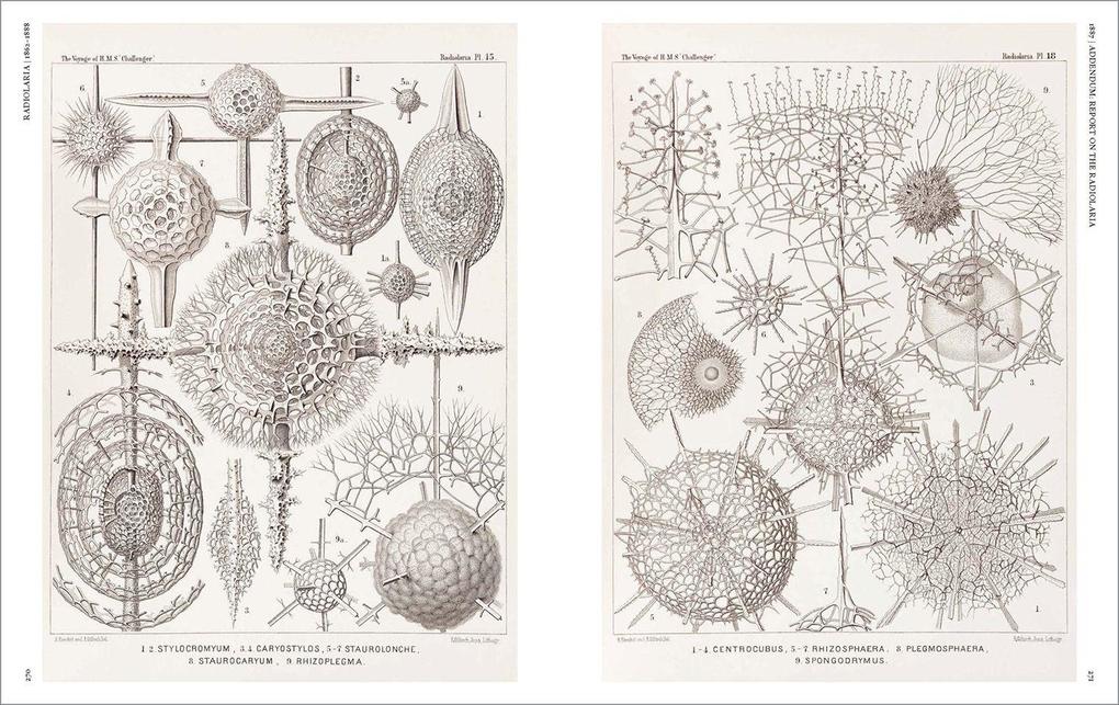 Weitere Ansicht: The Art and Science of Ernst Haeckel | Julia Voss, Rainer Willmann
