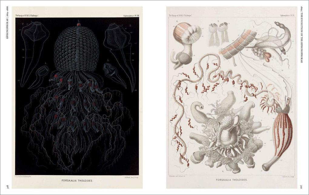 Weitere Ansicht: The Art and Science of Ernst Haeckel | Julia Voss, Rainer Willmann