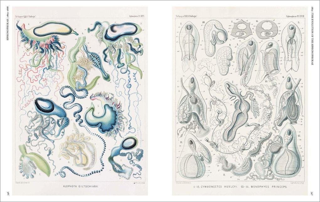 Weitere Ansicht: The Art and Science of Ernst Haeckel | Julia Voss, Rainer Willmann
