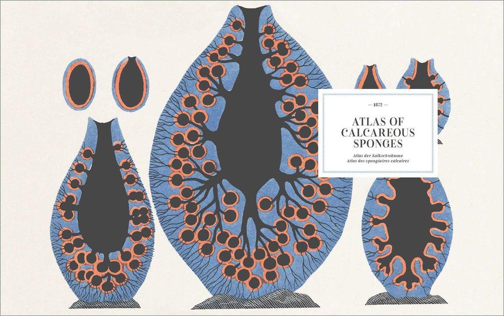 Weitere Ansicht: The Art and Science of Ernst Haeckel | Julia Voss, Rainer Willmann