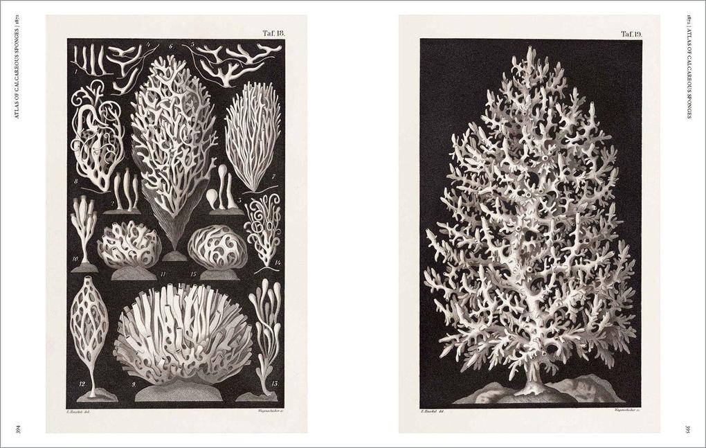 Weitere Ansicht: The Art and Science of Ernst Haeckel | Julia Voss, Rainer Willmann