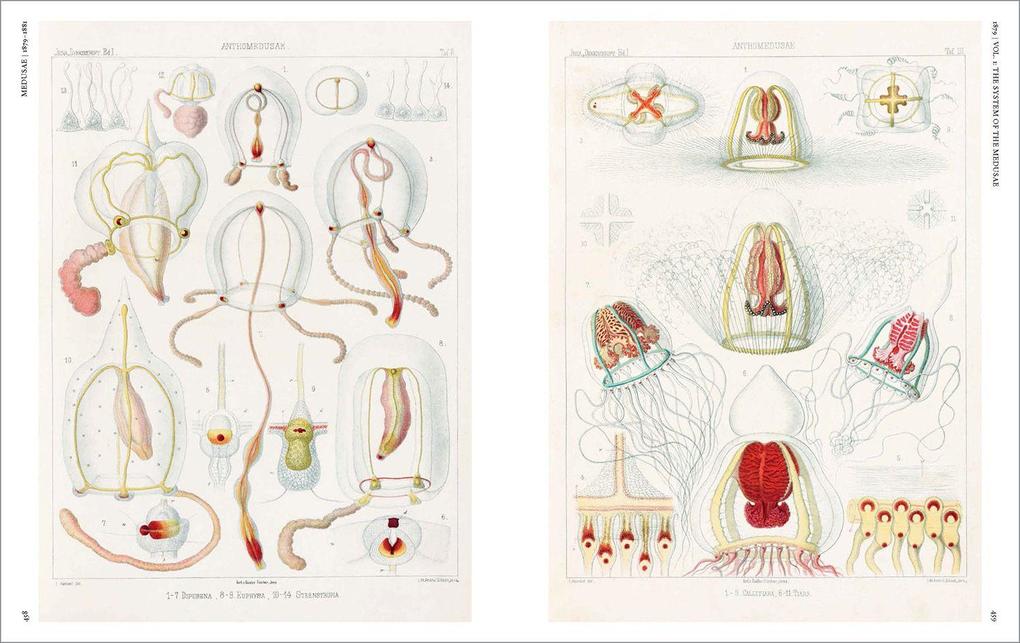 Weitere Ansicht: The Art and Science of Ernst Haeckel | Julia Voss, Rainer Willmann