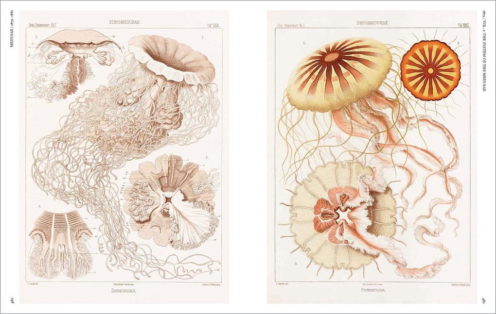 Weitere Ansicht: The Art and Science of Ernst Haeckel | Julia Voss, Rainer Willmann