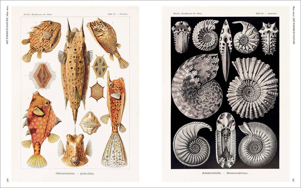 Weitere Ansicht: The Art and Science of Ernst Haeckel | Julia Voss, Rainer Willmann
