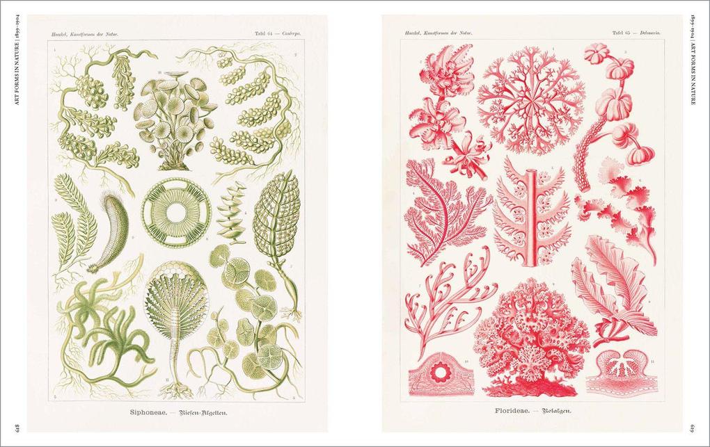 Weitere Ansicht: The Art and Science of Ernst Haeckel | Julia Voss, Rainer Willmann