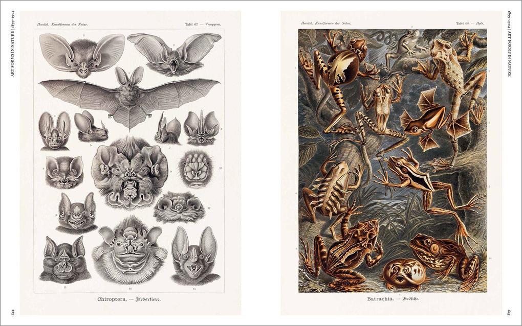 Weitere Ansicht: The Art and Science of Ernst Haeckel | Julia Voss, Rainer Willmann