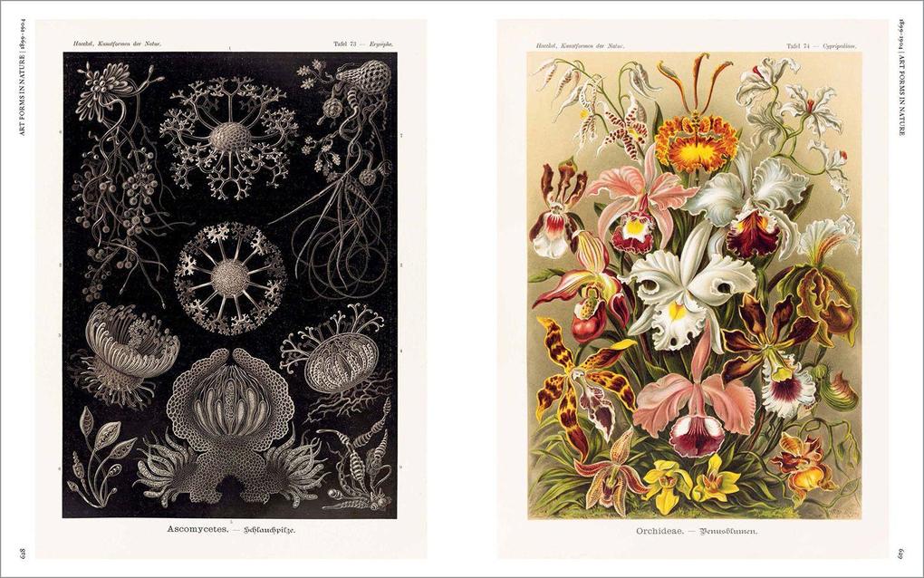 Weitere Ansicht: The Art and Science of Ernst Haeckel | Julia Voss, Rainer Willmann