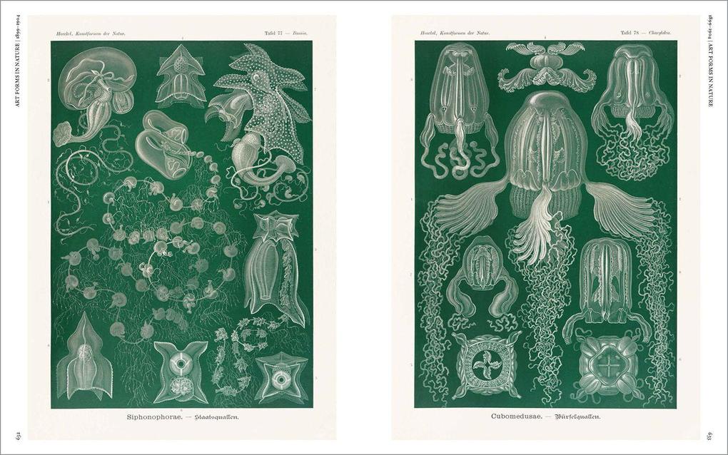 Weitere Ansicht: The Art and Science of Ernst Haeckel | Julia Voss, Rainer Willmann