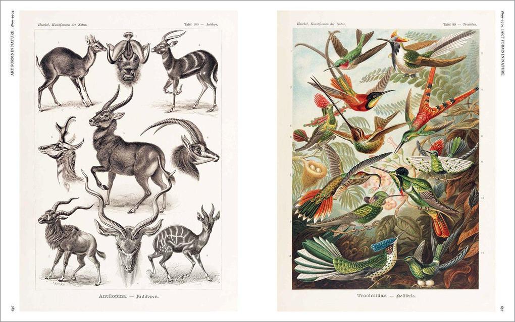 Weitere Ansicht: The Art and Science of Ernst Haeckel | Julia Voss, Rainer Willmann
