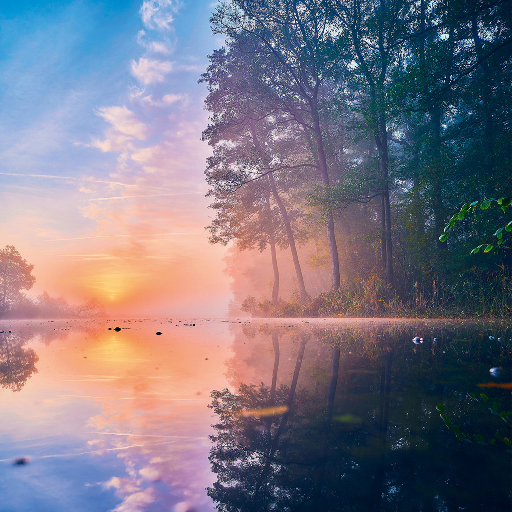 Weitere Ansicht: Deep Forest 2027