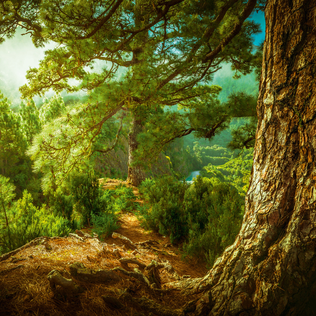 Weitere Ansicht: Deep Forest 2027