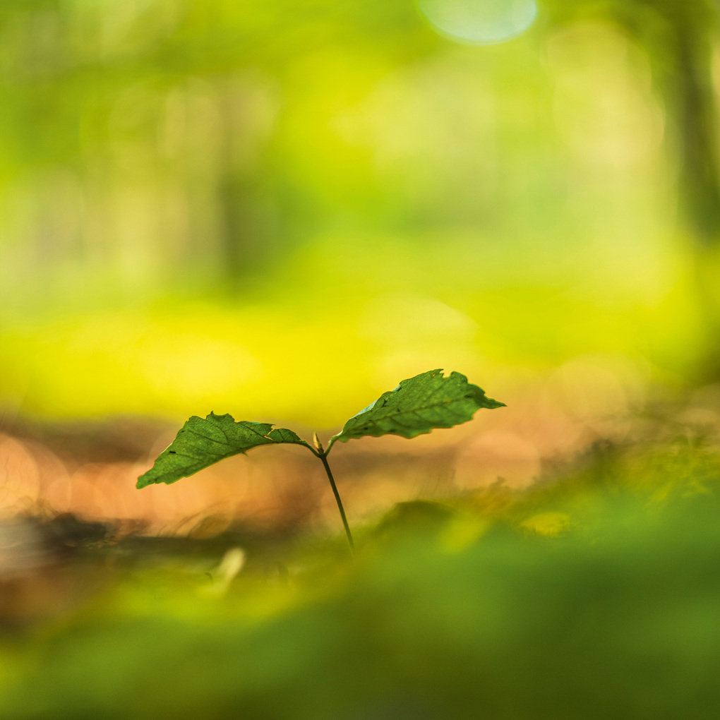 Weitere Ansicht: Deep Forest 2027