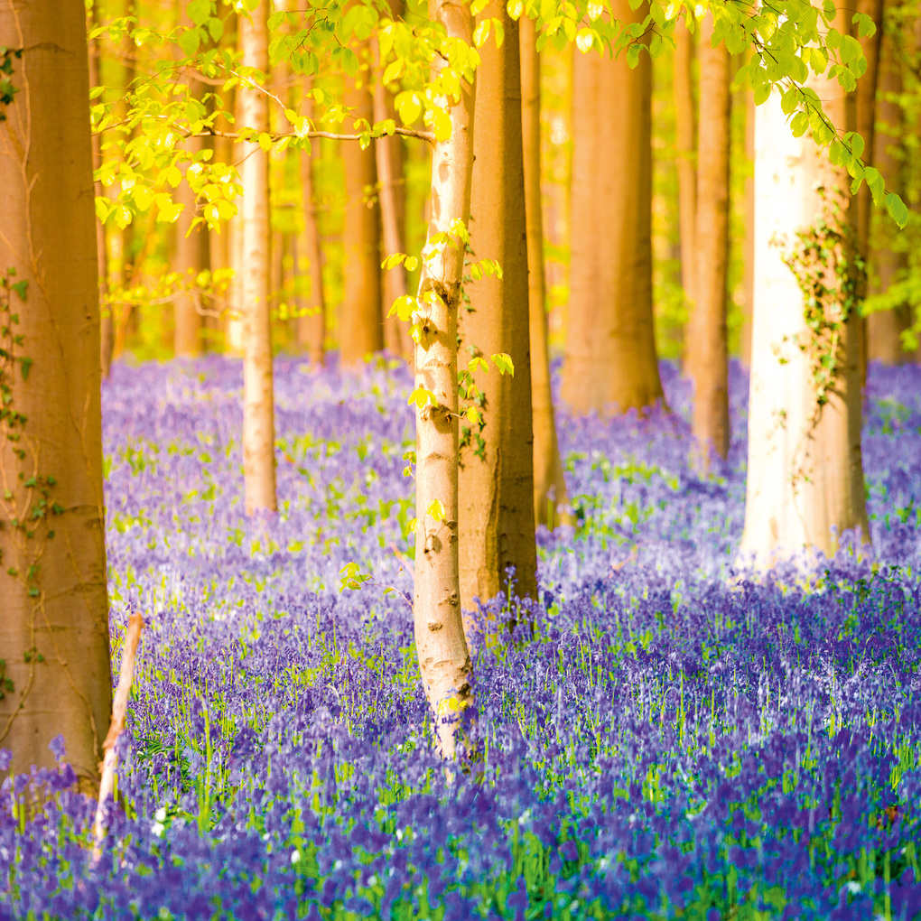 Weitere Ansicht: Deep Forest 2027